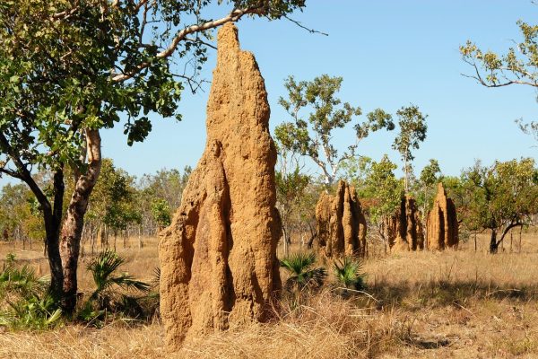 termite-mounds-695209_1280